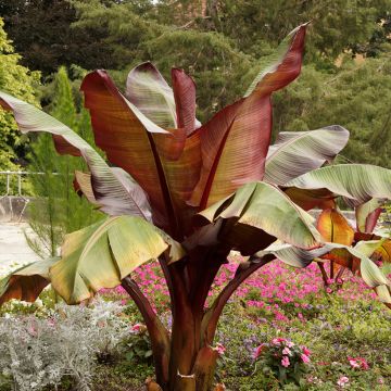 Ensete ventricosum Maurelii - Falso banano rosso