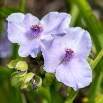 Tradescantia andersoniana Little Doll