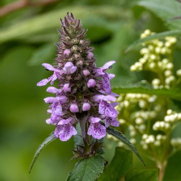 Stachys palustris - Stregona palustre