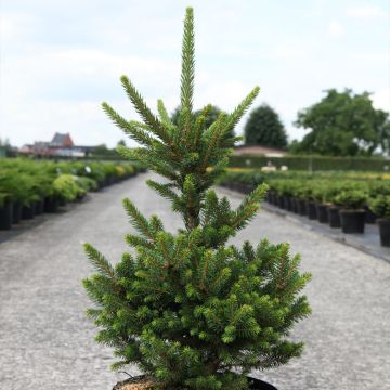 Picea abies Will's Zwerg