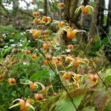 Epimedium Amber Queen