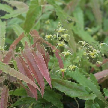 Epimedium Sphinx Twinkler