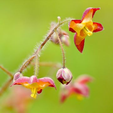 Epimedium alpinum - Epimedio alpino