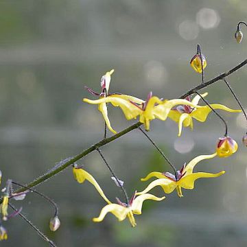 Epimedium elongatum