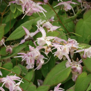 Epimedium grandiflorum Akebono