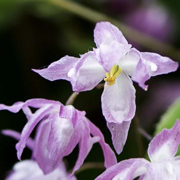 Epimedium grandiflorum Beni-kujaku