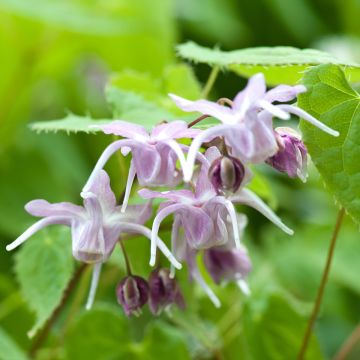 Epimedium grandiflorum