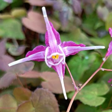 Epimedium grandiflorum Purple Pixie