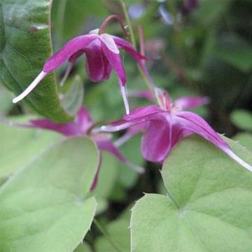 Epimedium grandiflorum Shiho