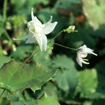 Epimedium pauciflorum