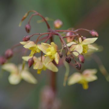 Epimedium pinnatum subsp. colchicum Black Sea