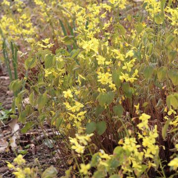 Epimedium pinnatum subsp. colchicum