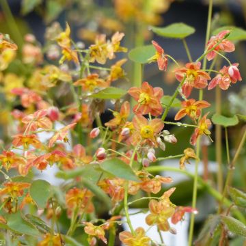 Epimedium pubigerum Orangekönigin