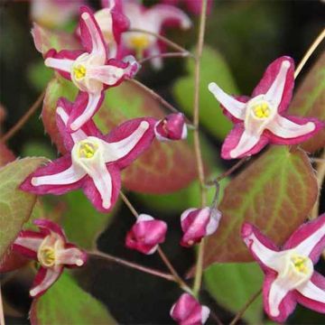 Epimedium rubrum Galadriel