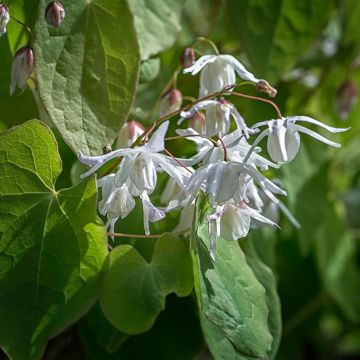 Epimedium youngianum Yenomoto