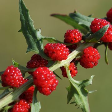 Chenopodium foliosum - Farinello foglioso