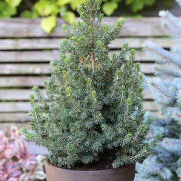 Picea glauca Biesenthaler Frühling