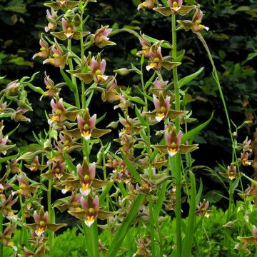 Epipactis Sabine