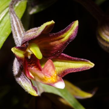 Epipactis veratrifolia