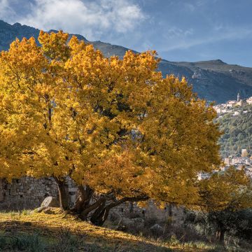 Acer monspessulanum - Acero minore