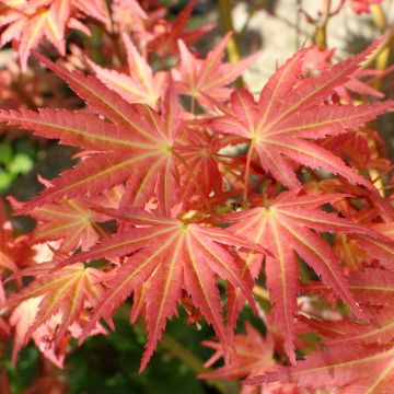 Acer palmatum Brown Sugar - Acero giapponese