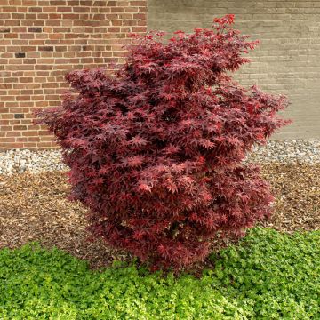 Acer palmatum Little Red - Acero giapponese