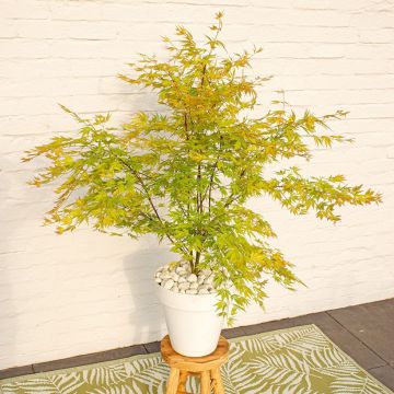 Acer palmatum Orange Lace - Acero giapponese