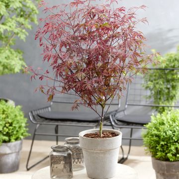 Acer palmatum Royal Garnet - Acero giapponese