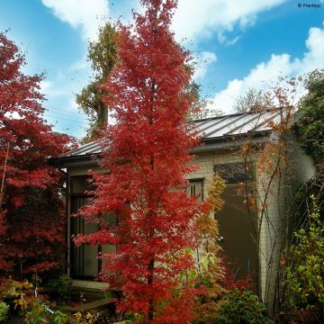 Acer palmatum Tsukasa Silhouette - Acero giapponese