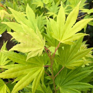 Acer palmatum Summer Gold - Acero giapponese