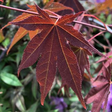 Acer palmatum Atropurpureum - Acero rosso giapponese