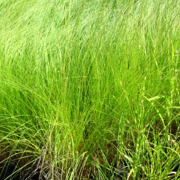 Eragrostis curvula - Panicella ricurva