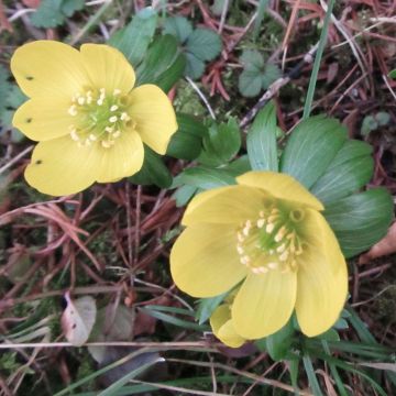 Eranthis hyemalis Schwefelglanz - Piè di gallo