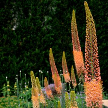 Eremurus Cléopatra