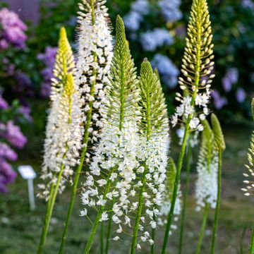 Eremurus himalaicus