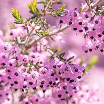 Erica canaliculata