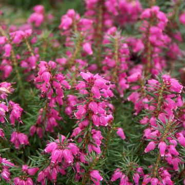 Erica carnea Eva