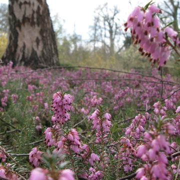 Erica darleyensis Jenny Porter