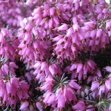 Erica carnea Rosalie