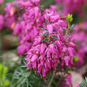 Erica carnea Ruby Glow