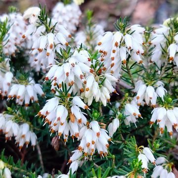 Erica carnea Snow Queen