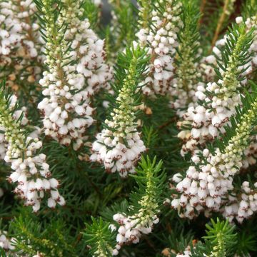 Erica vagans White Rocket