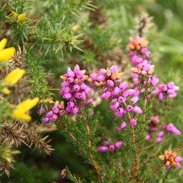 Erica cinerea