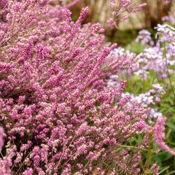 Erica darleyensis Darley Dale