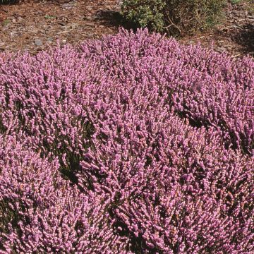 Erica darleyensis J.W. Porter