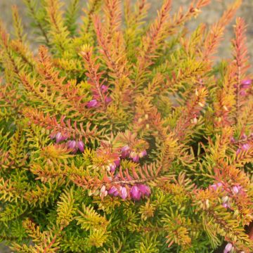 Erica darleyensis Marie Helen