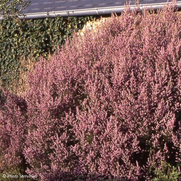 Erica mediterranea