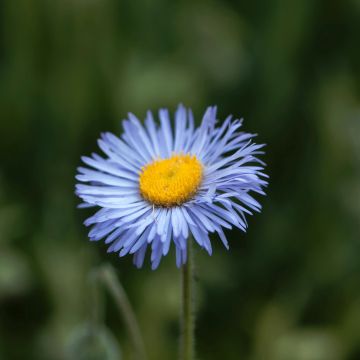 Erigeron Dunkelste Aller