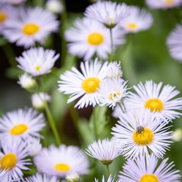 Erigeron speciosus Sommerneuschnee