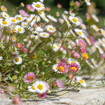 Erigeron karvinskianus - Cespica karvinskiana